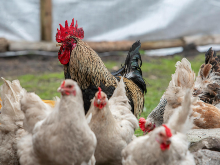 Modern indigenous poultry farming training
