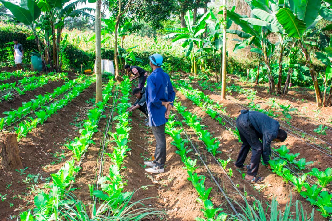 Agriculture Livestock and Livelihood Development